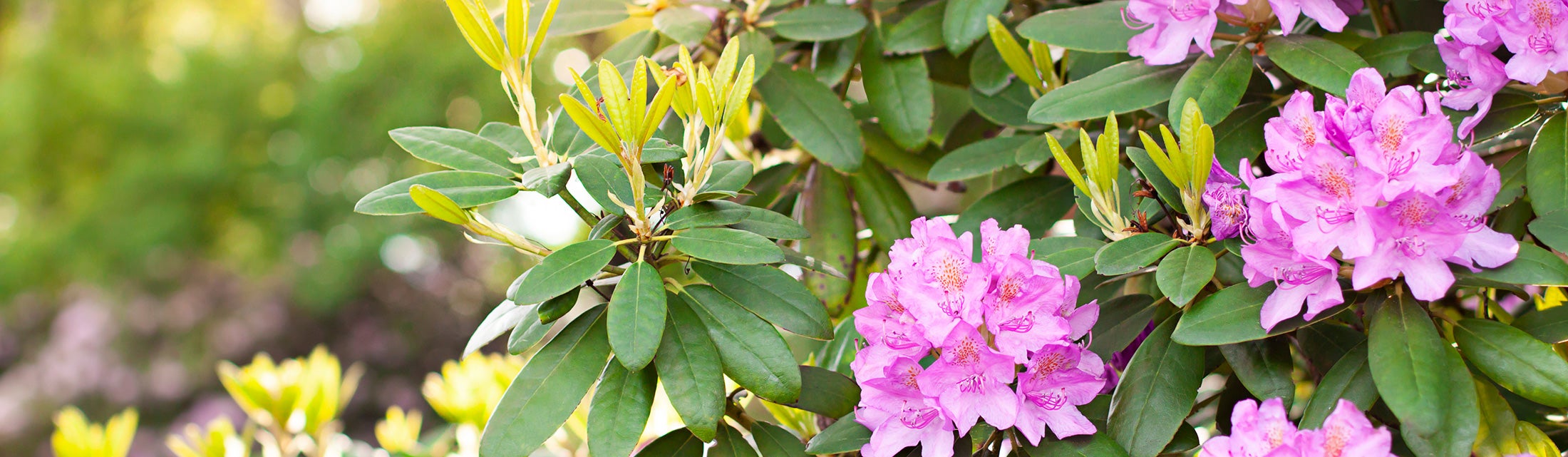 Rhododendron